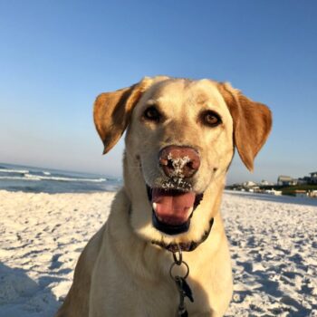 Sandy Paws, Happy Dog
