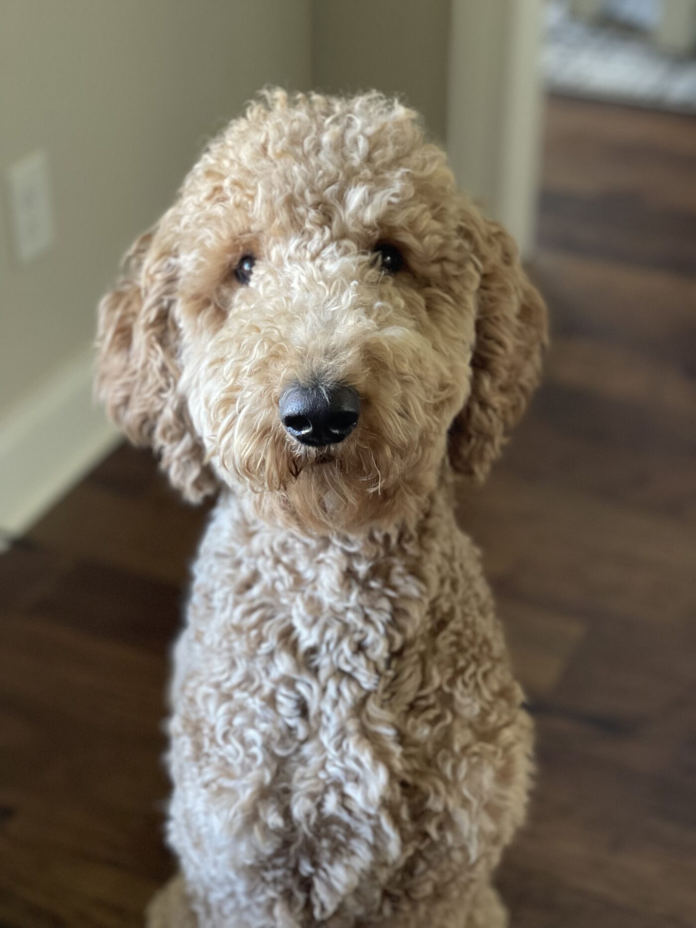 Rip (Goldendoodle) – Delta Magazine- Cleveland, MS