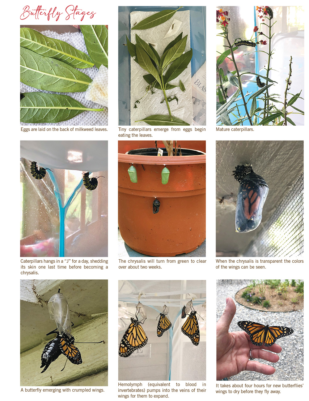 Metamorphosis of the Monarch – Delta Magazine- Cleveland, MS