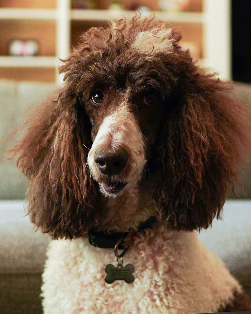 Image showcasing PENNY (Poodle) - Delta Magazine- Cleveland, MS - Photo Contest