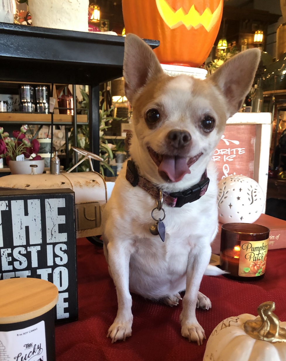 PENNY ROSE (Chihuahua) - Delta Magazine- Cleveland, MS - Photo Contest