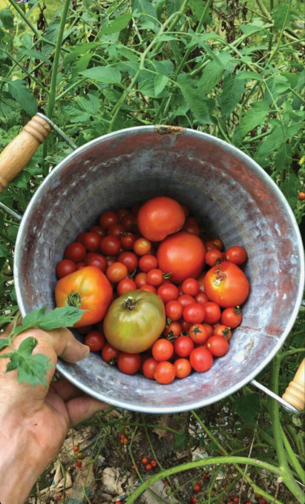 Tomato Time
