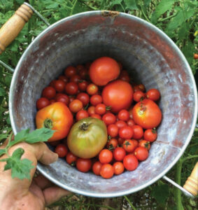 Tomato Time