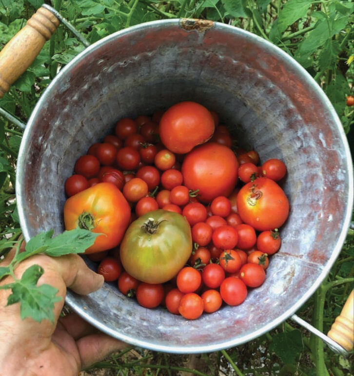 Tomato Time