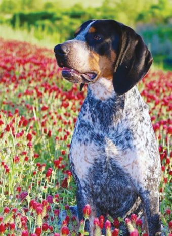 SECOND PLACE: Murphy, Bluetick Coonhound, submitted by Kyle Kantor of Canton