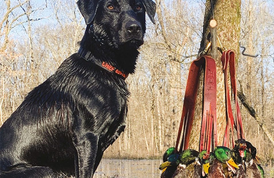 Feature Chief, Labrador Retriever, submitted by Sara Hederman of Oxford