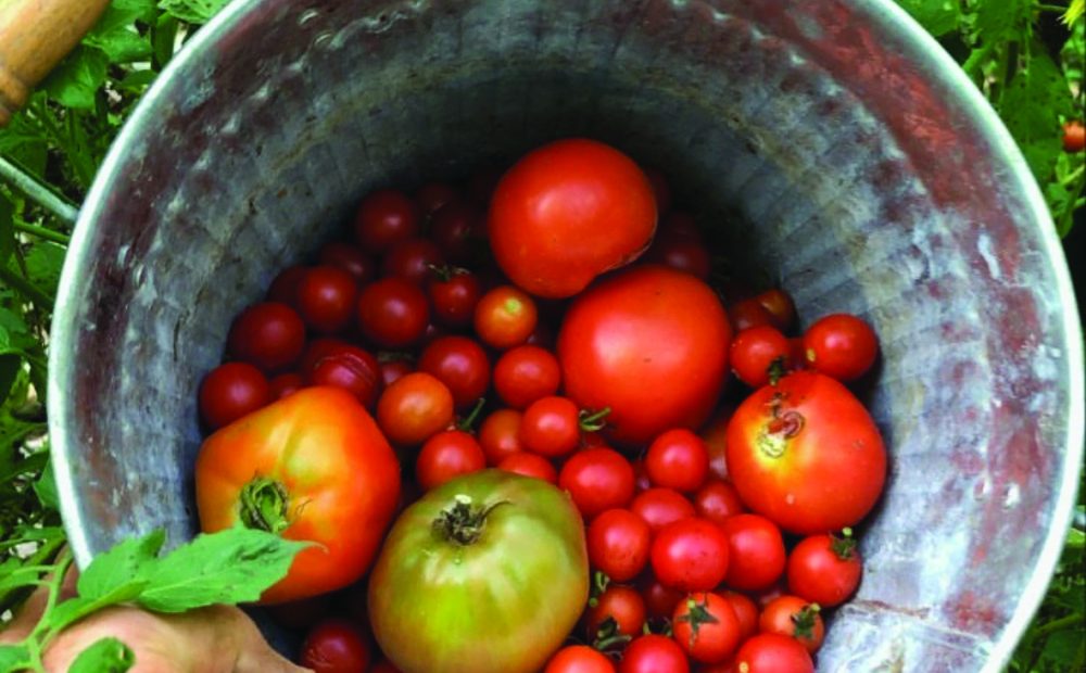 Tomatoes