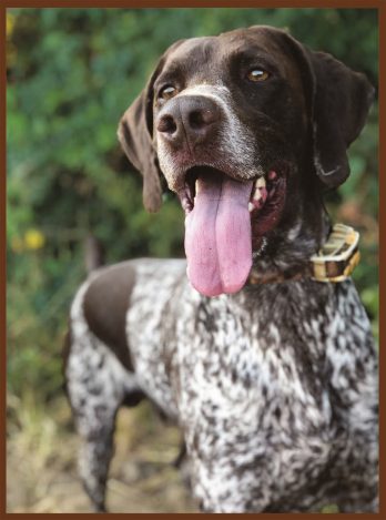 2nd Place: Huck, German Shorthaired Pointer, submitted by Zack Smith of Clarksdale