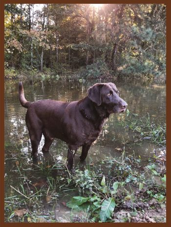 3rd Place: Gauge, Chocolate Lab, submitted by Susann
Jamison of Marks